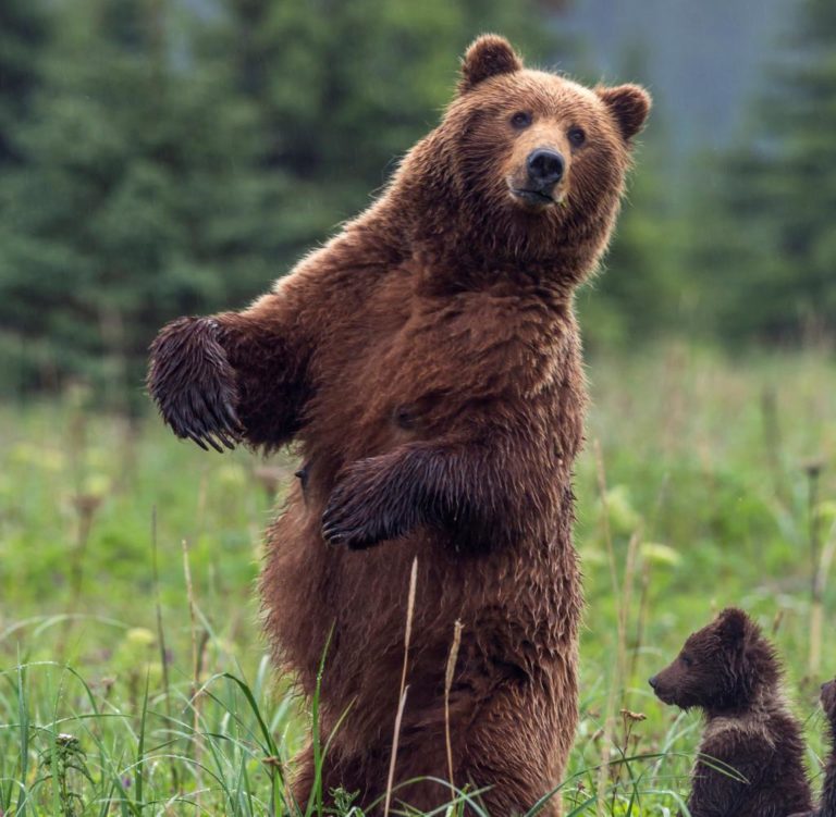 Entwurfsphase: Ein stehender Bär hätte doch was, oder? (ich besitzte nicht die Rechte an diesem Bild)